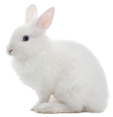 rabbit white background